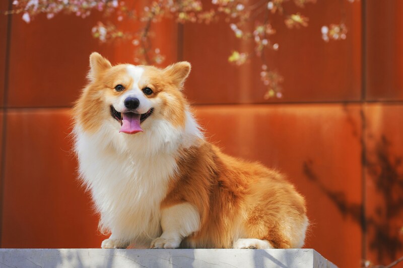 best dog breed for seniors