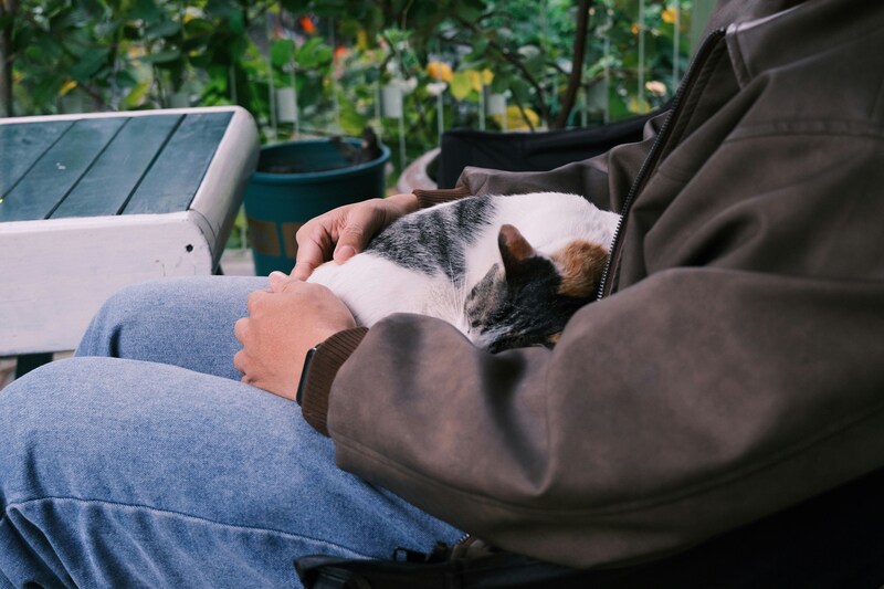 what are the best pets for seniors