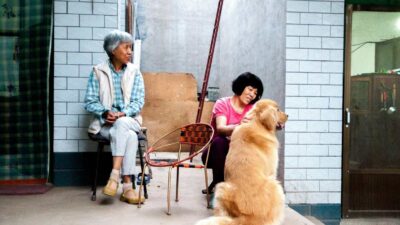 what are the best pets for seniors